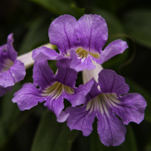 Purple flowers 10