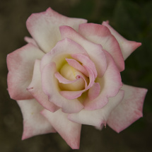 Roses 16