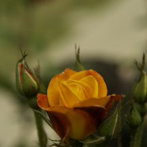 Roses 30