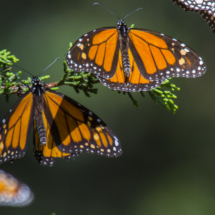 Monarch butterflies 057