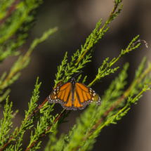 Monarch butterflies 140